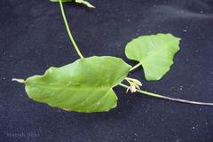 Cynanchum callialatum